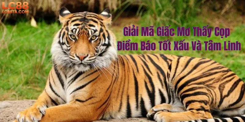 Giải Mã Giấc Mơ Thấy Cọp Điềm Báo Tốt Xấu Và Tâm Linh