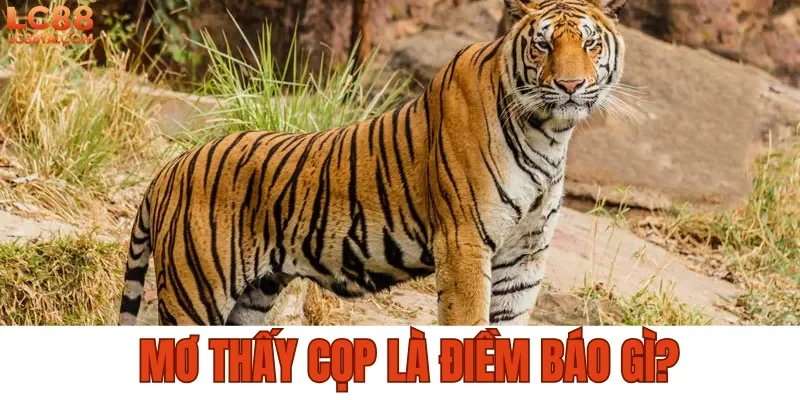 Mơ thấy cọp là điềm báo gì 