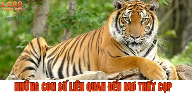 Những con số liên quan đến mơ thấy cọp