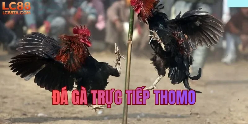 Đá gà trực tiếp thomo 