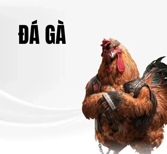đá gà